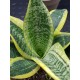 Sanseveria - snake plant  " Ocean star " 12