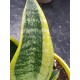 Sanseveria - snake plant  " Ocean star " 12