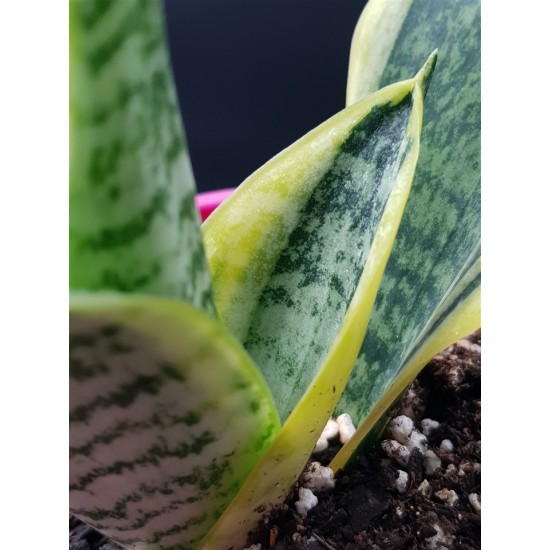 Sansveria - snake plant  " Ocean star " 24