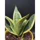 Sansveria - snake plant  " Ocean star " 24