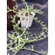 Senecio " peregrinus string of dolphins " 8,5