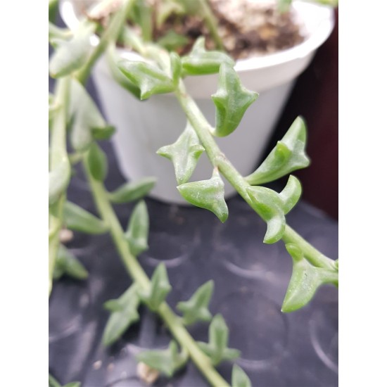 Senecio " peregrinus string of dolphins " 8,5