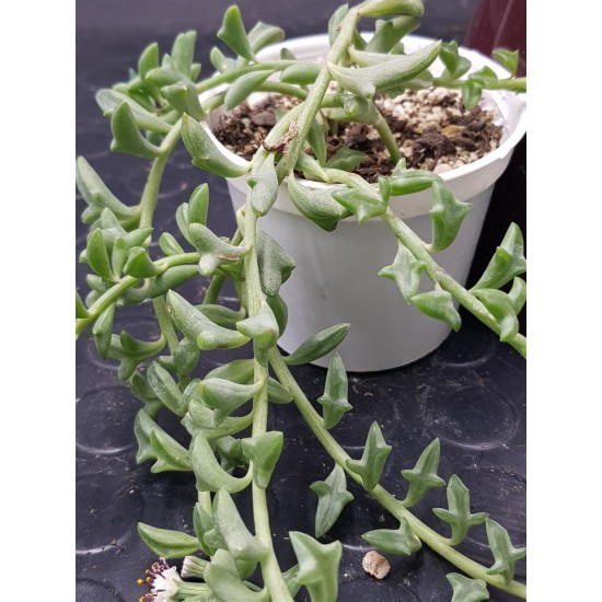 Senecio " peregrinus string of dolphins " 8,5