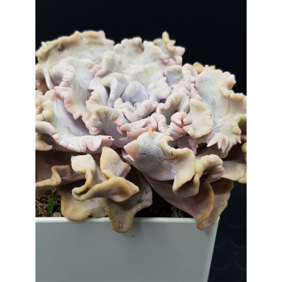 Echeveria crispate beauty  ( τετράγωνη γλάστρα ) (unique - μοναδικό φυτό)