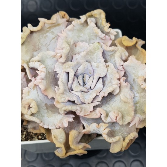 Echeveria crispate beauty  ( τετράγωνη γλάστρα ) (unique - μοναδικό φυτό)