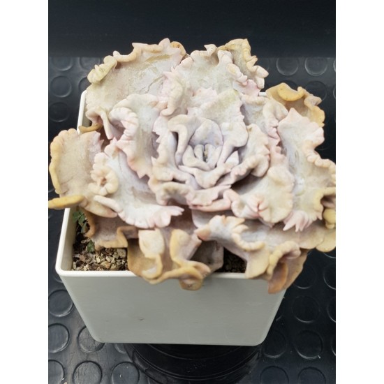 Echeveria crispate beauty  ( τετράγωνη γλάστρα ) (unique - μοναδικό φυτό)