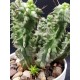 Euphorbia horrida f. monstruosa 6  στελέχη 10 (unique - μοναδικό φυτό)