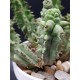 Euphorbia horrida f. monstruosa 6  στελέχη 10 (unique - μοναδικό φυτό)