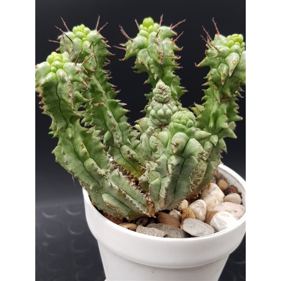 Euphorbia horrida f. monstruosa 6  στελέχη 10 (unique - μοναδικό φυτό)