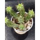 Euphorbia horrida f. monstruosa 6  στελέχη 10 (unique - μοναδικό φυτό)