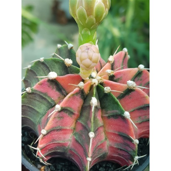 Gymnocalycium super variegatum6 10  (unique - μοναδικό φυτό) 