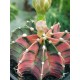 Gymnocalycium super variegatum6 10  (unique - μοναδικό φυτό) 