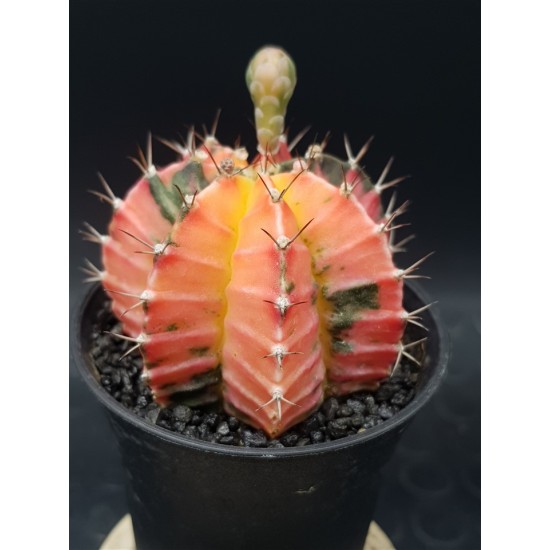 Gymnocalycium super variegatum4 10  (unique - μοναδικό φυτό) 