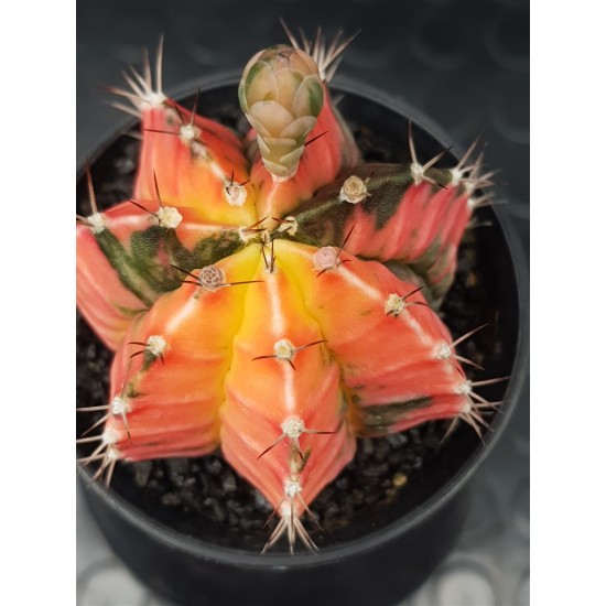 Gymnocalycium super variegatum4 10  (unique - μοναδικό φυτό) 