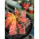 Gymnocalycium super variegatum4 10  (unique - μοναδικό φυτό) 