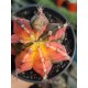 Gymnocalycium super variegatum4 10  (unique - μοναδικό φυτό) 