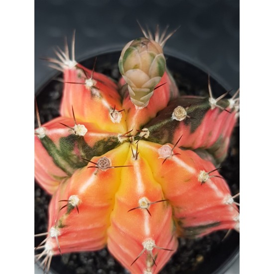 Gymnocalycium super variegatum4 10  (unique - μοναδικό φυτό) 