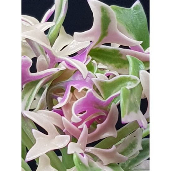 Senecio Articulatus variegated " Candle Plant " 10 (unique - μοναδικό φυτό)