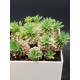 Euphorbia " japonica compact " ( μοναδικό φυτό -unique )