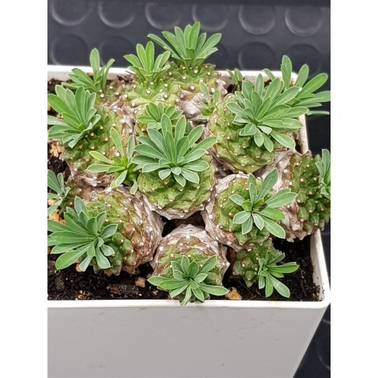 Euphorbia " japonica compact " ( μοναδικό φυτό -unique )