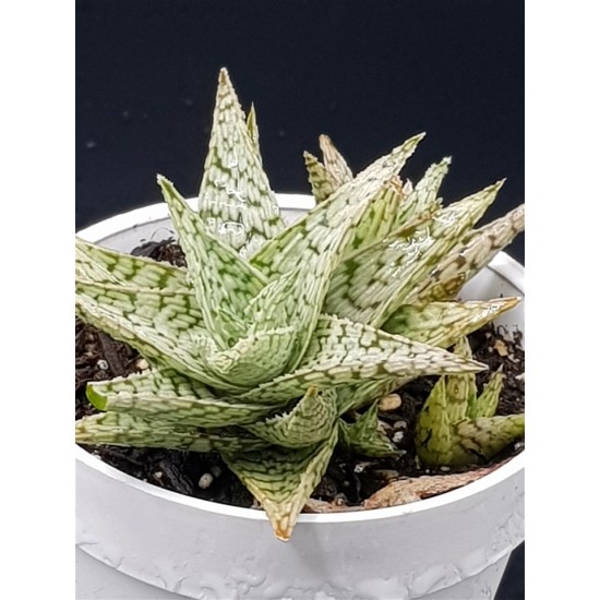 Aloe rauhii 'Snowflake'  8,5