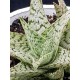 Aloe rauhii 'Snowflake'  8,5