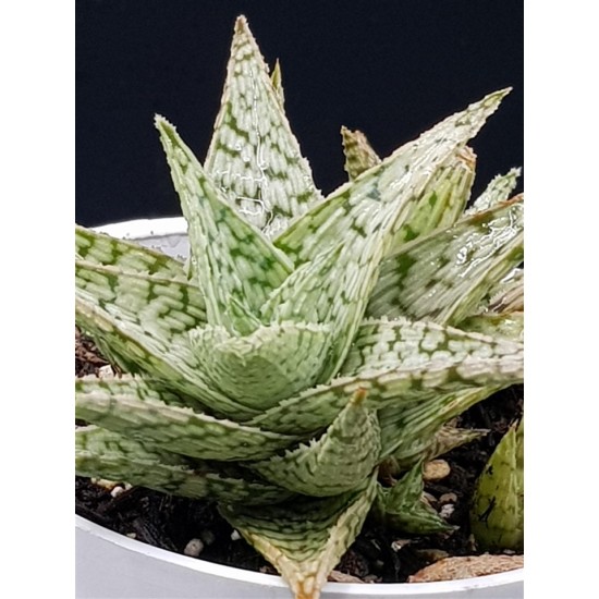 Aloe rauhii 'Snowflake'  8,5