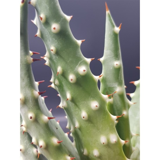 Aloe "aculeata" 12