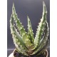 Aloe "aculeata" 12