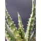 Aloe "aculeata" 12