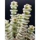 crassula marnieriana hottentot variegata ΓΛ 8,5