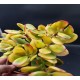 Crassula ovata hummel's sunset  variegata ΓΛ.8,5