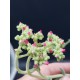 Crassula mesembryanthemoides hispida (moonglow) γλ.8,5