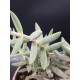 Crassula mesembryanthemoides hispida (moonglow) γλ.8,5