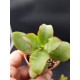 Crassula 'Undulatifolia' ΓΛ.5,5