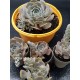 Echeveria " Holy gate " 12,5