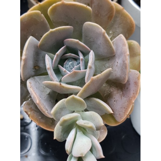 Echeveria " Holy gate " 12,5