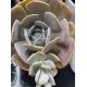 Echeveria " Holy gate " 12,5