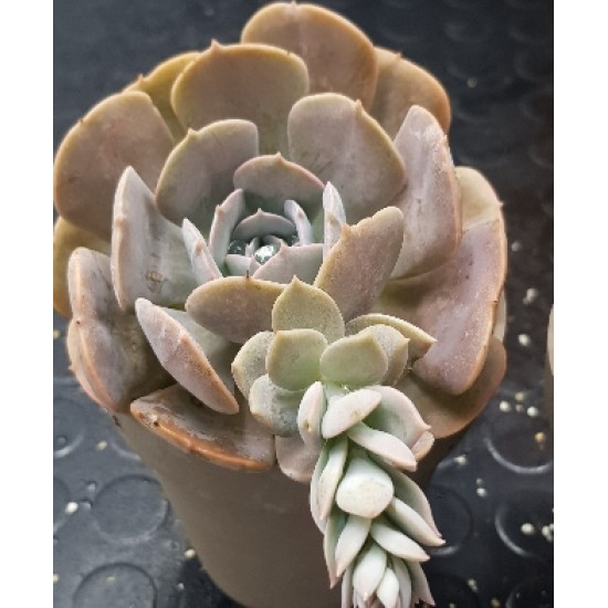 Echeveria " Holy gate " 12,5