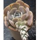 Echeveria " Holy gate " 12,5