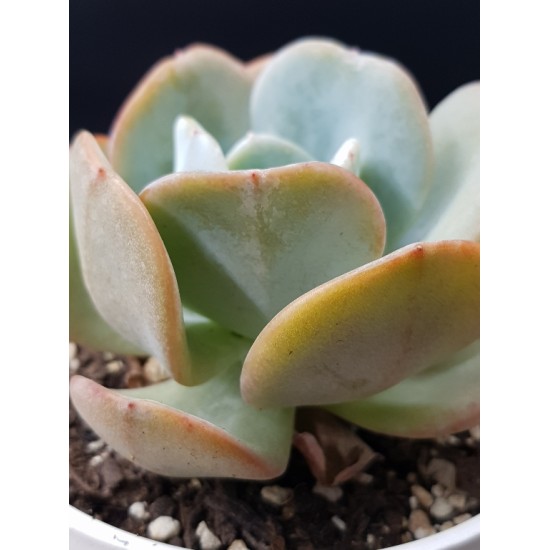 Echeveria 'Gila ' 8,5