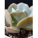 Echeveria 'Gila ' 8,5