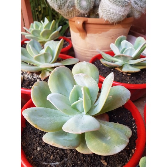 Echeveria 'Gila ' 8,5