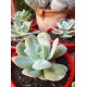 Echeveria 'Gila ' 8,5