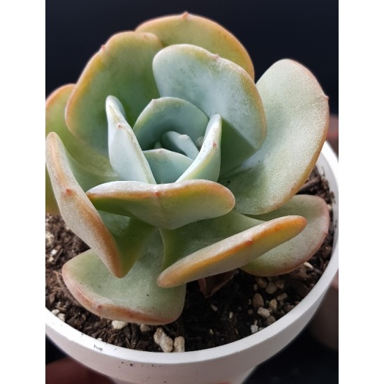 Echeveria 'Gila ' 8,5