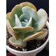 Echeveria 'Gila ' 8,5