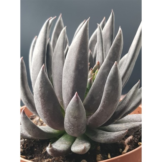 Echeveria "Afinis"