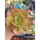 Echeveria  "Gigantea rose & purpus "  12,5