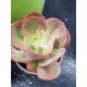 Echeveria  "Gigantea rose & purpus "  12,5