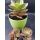 Echeveria  "Gigantea rose & purpus "  12,5